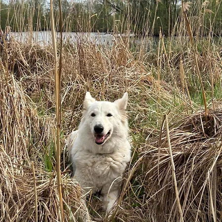 Direkt Am Mit Privatem Sandstrand Ferienhaus Guster